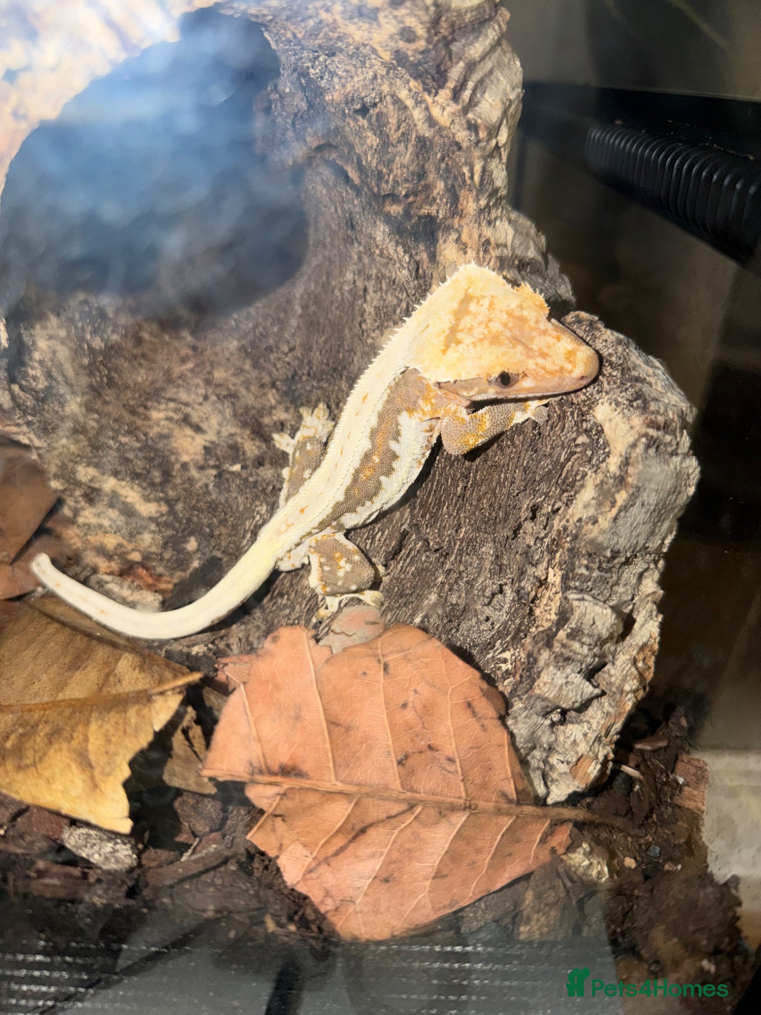 Gecko reptiles Lily white Crested Gecko Male - Advert 9