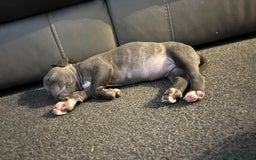 Mixed Breed dogs for sale: Classic American Bully  - Image 4