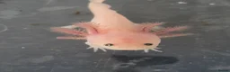 Axolotl reptiles for sale: Juvenile Axolotls  in Epsom - Advert 5
