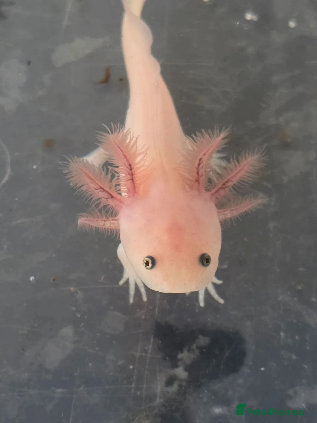 Axolotl reptiles for sale: Juvenile Axolotls  in Epsom - Advert 5