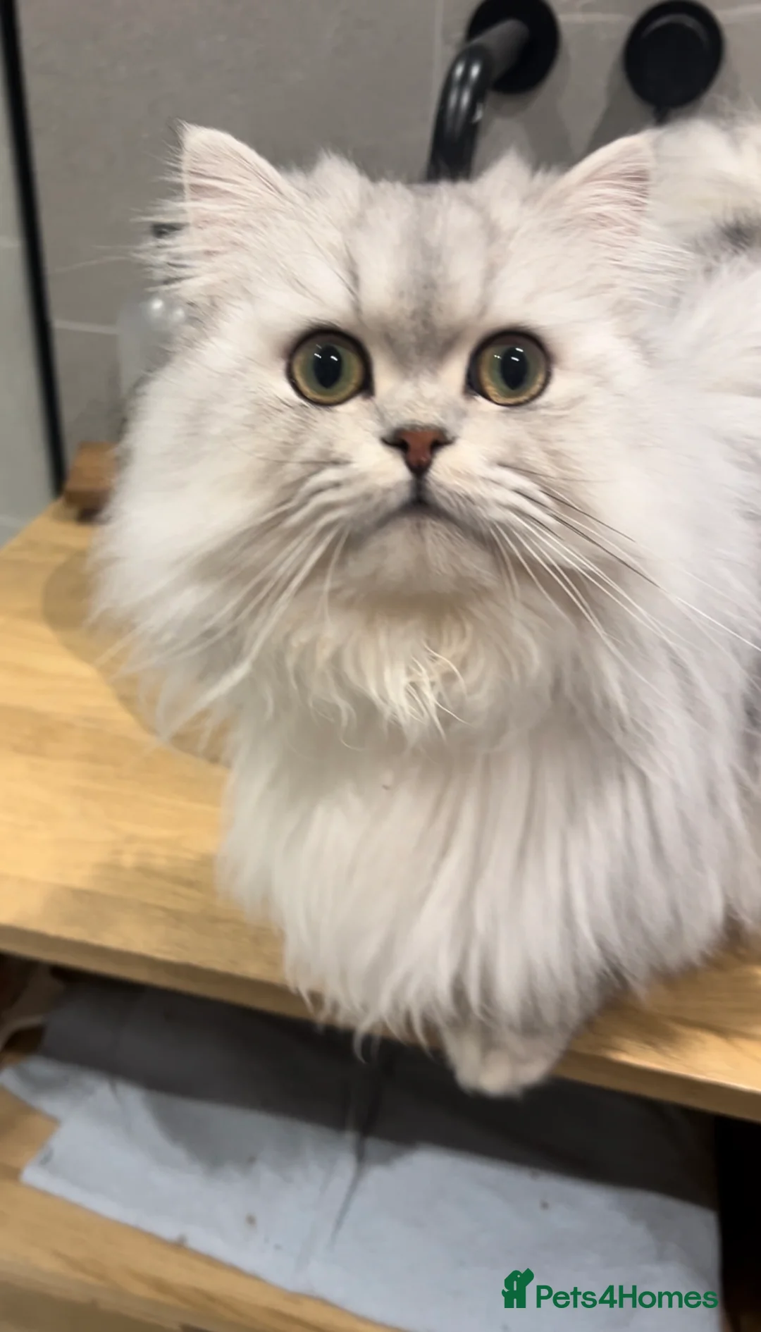 Persian cats for stud: 🌟PERSIAN White Chinchilla for STUD 🌟 - Advert 4