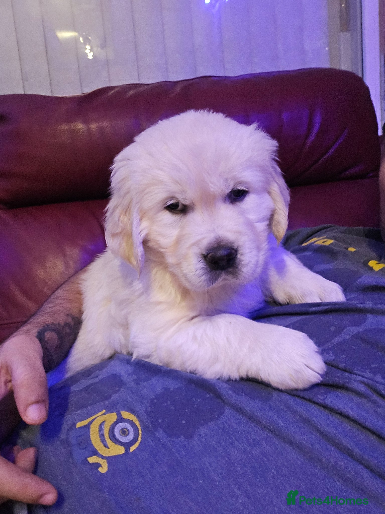 Golden Retriever dogs KC reg Golden Retriever Puppies/2 girls reaming  - Advert 9