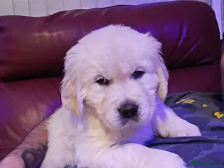 Golden Retriever dogs KC reg Golden Retriever Puppies/2 girls reaming - Advert 9