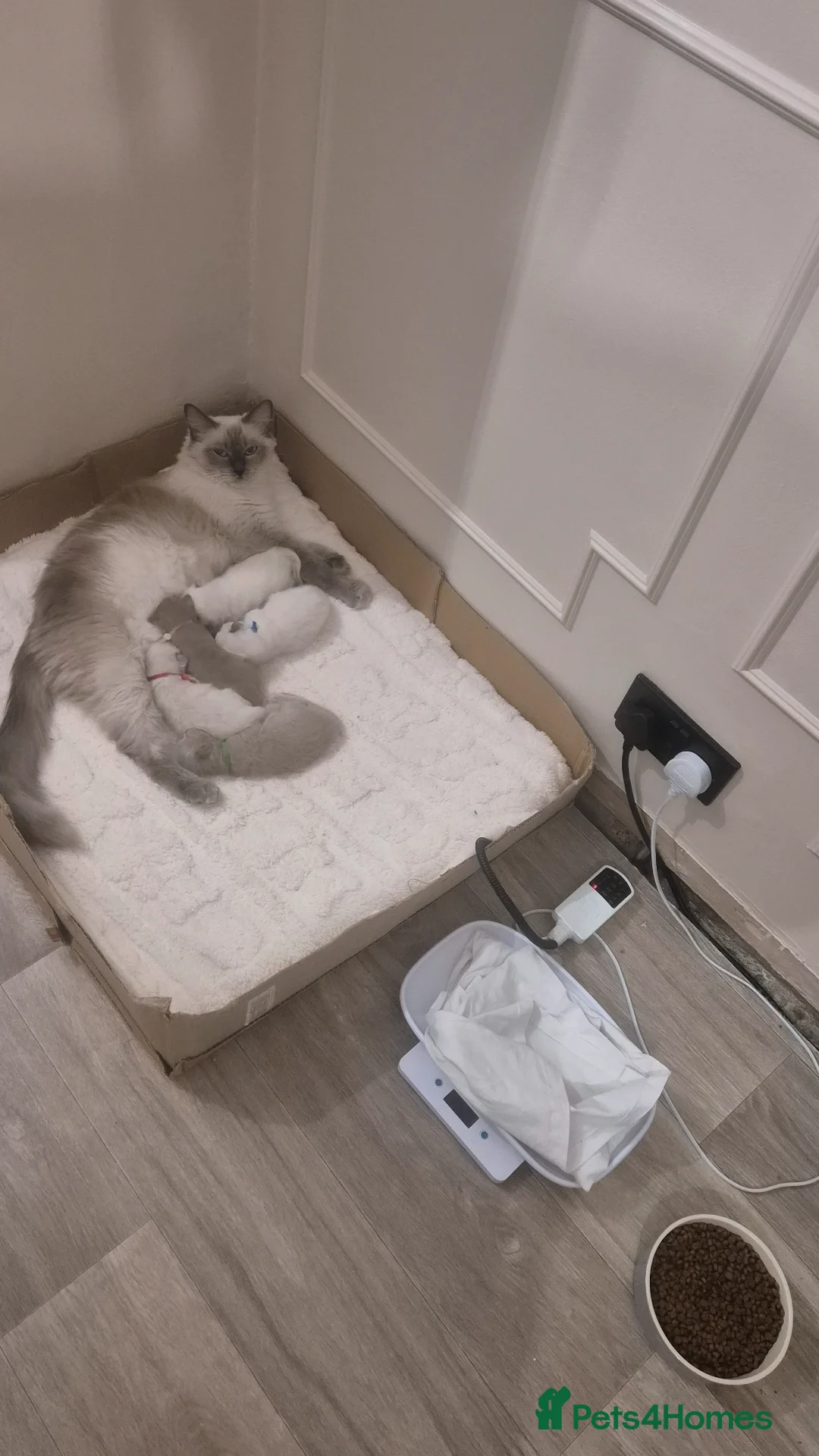 Ragdoll cats for sale: Quality ragdoll kittens 🐾 Sepias & traditional  - Image 18