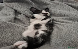 Mixed Breed cats for sale: Bella - Image 9