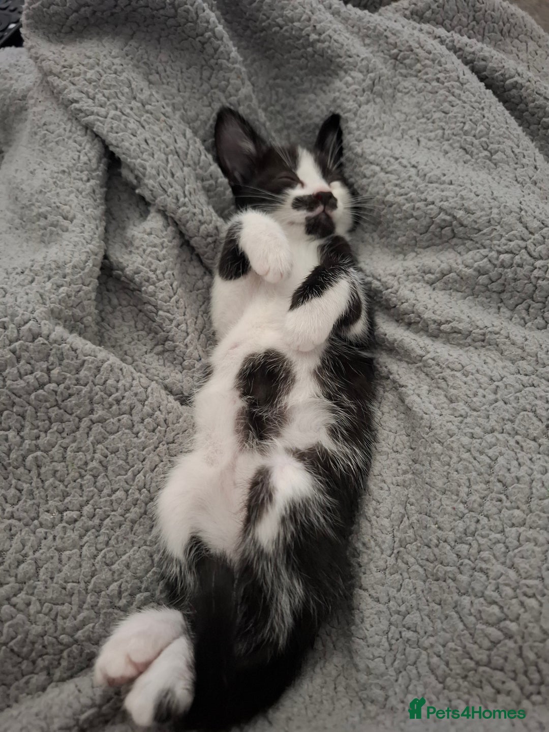 Mixed Breed cats for sale: Bella - Image 9