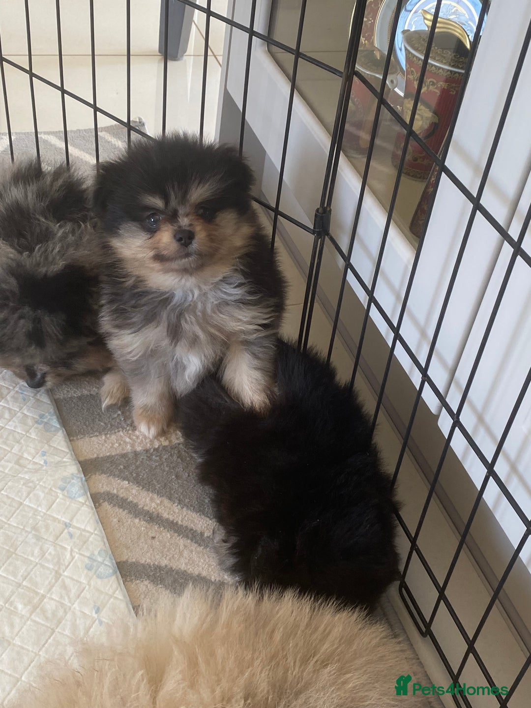 Pomeranian dogs for sale: Stunning litter merl Pomeranian - Image 5