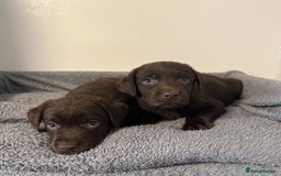 Labrador Retriever dogs for sale: Chunky Chocolate Labrador Puppies  - Image 4