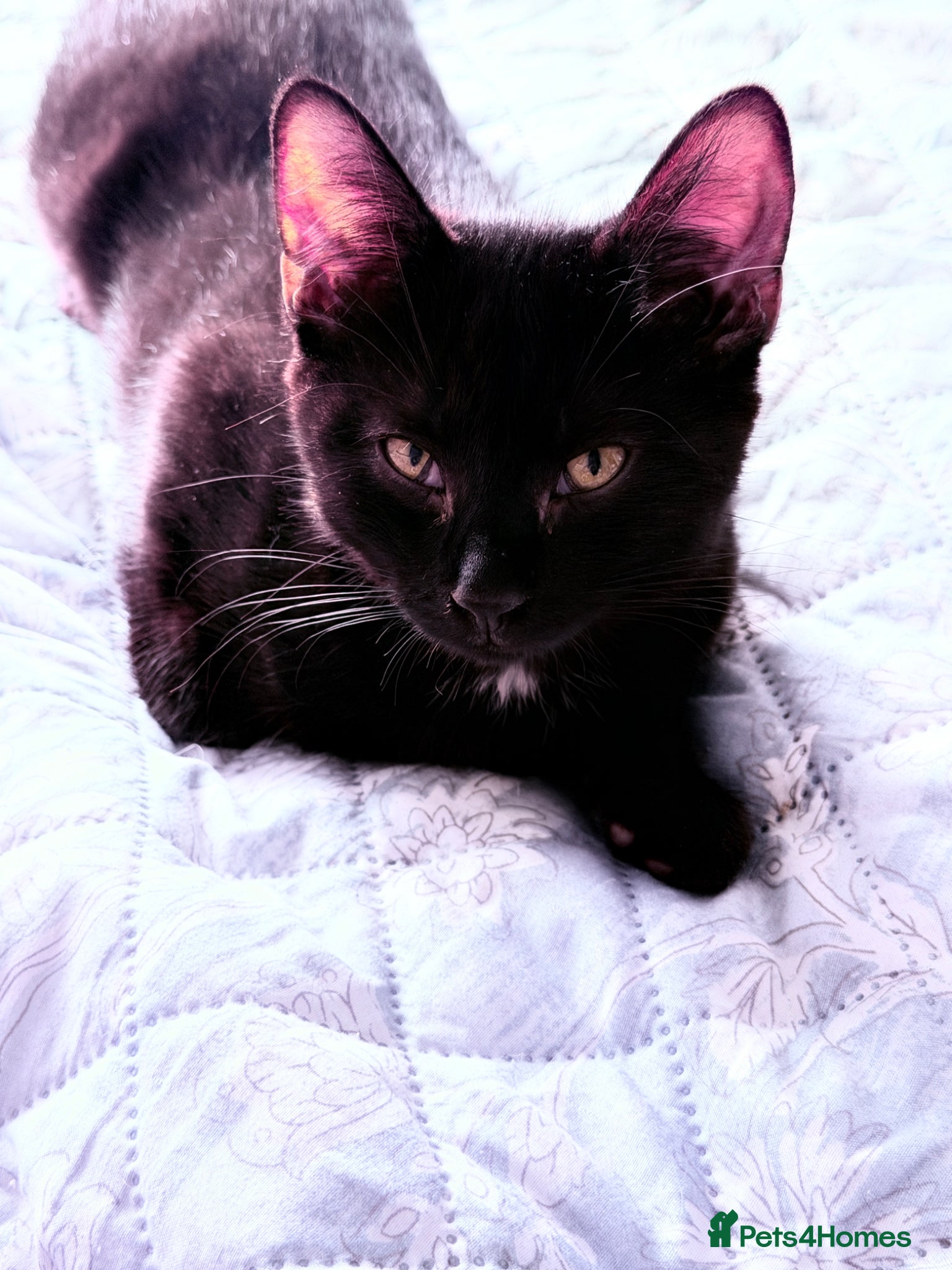 British Shorthair cats Ready Now: Tabby & Dark Brown Kittens 🐾 - Advert 2