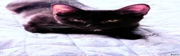 British Shorthair cats for sale: Ready Now: Tabby & Dark Brown Kittens 🐾 - Advert 2