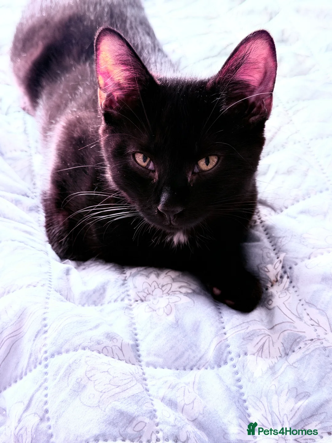 British Shorthair cats for sale: Ready Now: Tabby & Dark Brown Kittens 🐾 - Advert 2