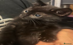Mixed Breed cats for sale: Beautiful kittens  - Image 3