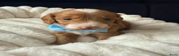 Mixed Breed dogs for sale: Stunning Australian Labradoodle Puppies  - Advert 26