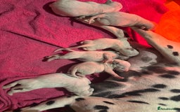 Dalmatian dogs for sale: Dalmatians BOYS and GIRLS - Image 4