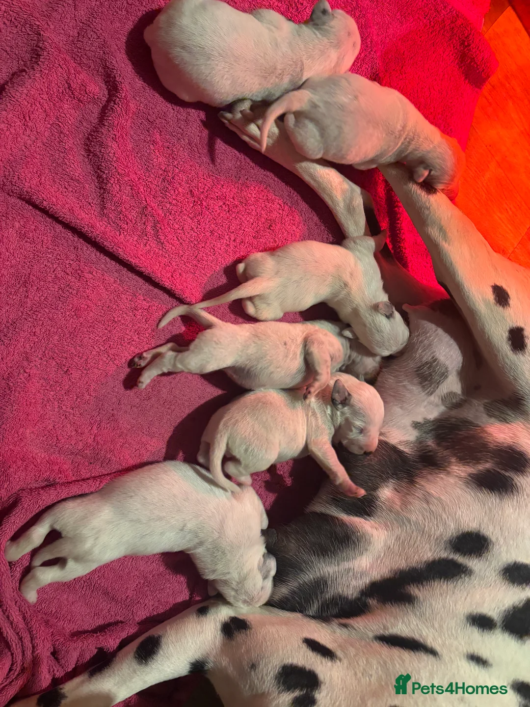 Dalmatian dogs for sale: Dalmatians BOY Left  - Advert 13