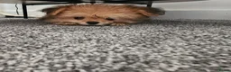 Mixed Breed dogs for sale: Last one left,quality pomeranian and shitzu cross - Advert 3