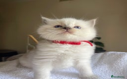 Ragdoll cats for sale: TICA registered pedigree Mink & blue point kittens - Image 7