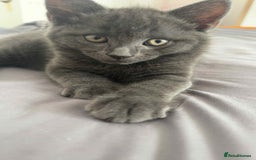 Russian Blue cats for sale: Russian Shorthair Kittens!   - Image 4