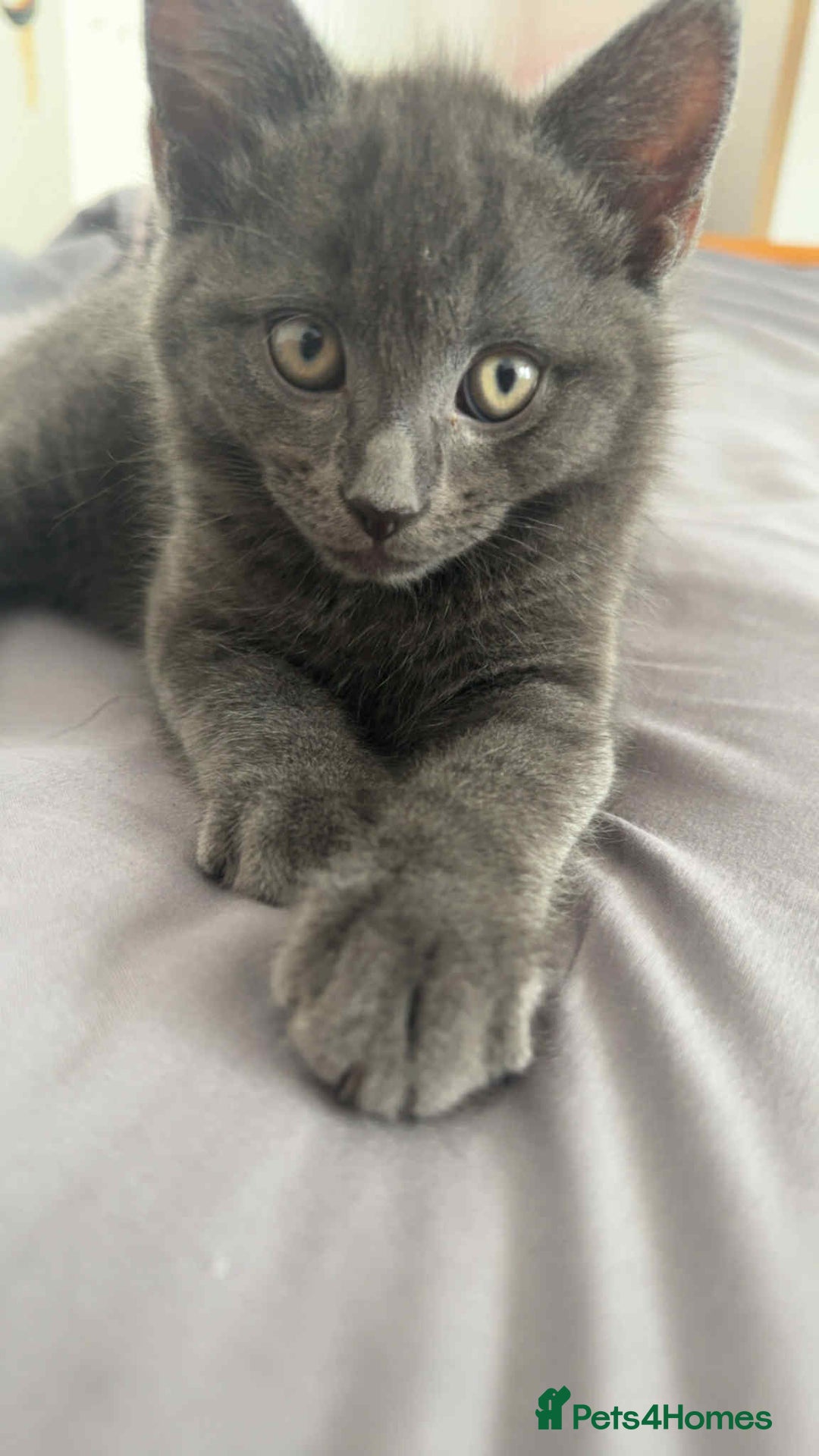 Russian Blue cats for sale: Russian Shorthair Kittens!   - Image 4