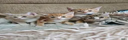 Mixed Breed cats for sale: 4 adorable female kittens for sale  - Advert 1