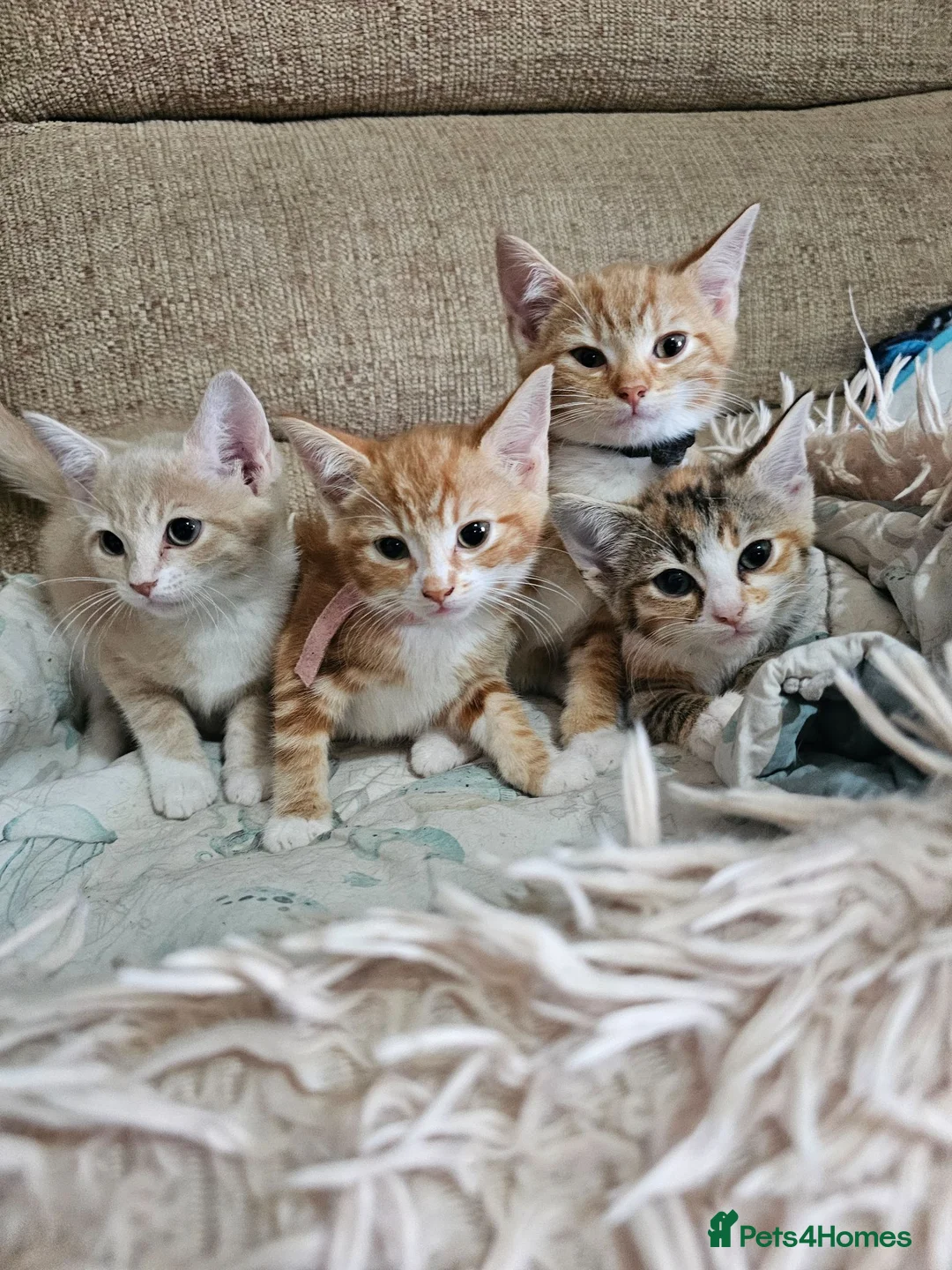Mixed Breed cats for sale: 4 adorable female kittens for sale  - Advert 1