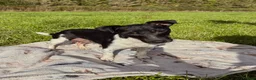 Jack Russell dogs for sale: MINI JACK RUSSELS GENUINE PURE LINE BRED - Advert 5