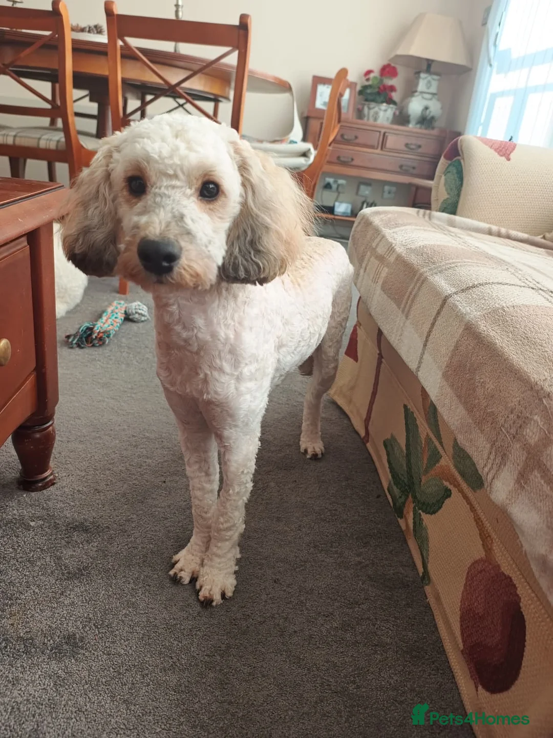 Cockapoo dogs for sale: Beautiful 10-Month-Old Male Cockapoo - Advert 2