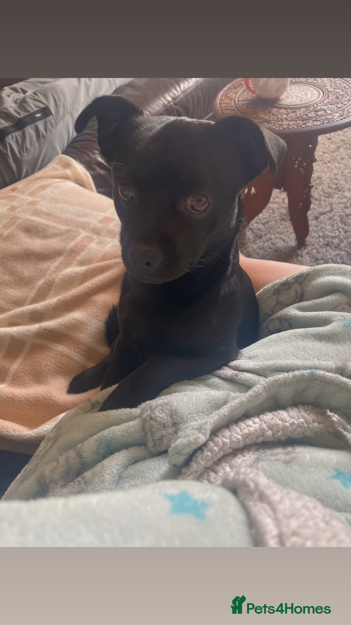 Jug dogs One year old male  - Advert 1