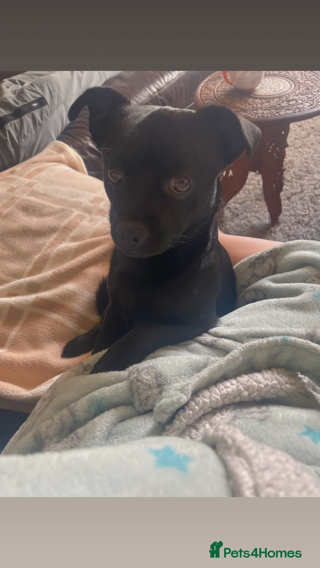 Jug dogs for sale: One year old male  in Mansfield - Advert 1