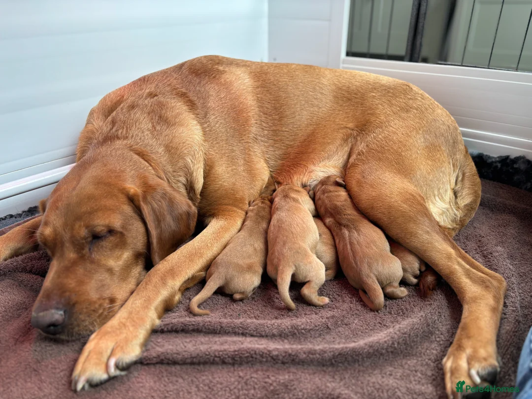 Labrador Retriever dogs for sale: KC Reg Fox Red Labrador Puppies  in March - Advert 10