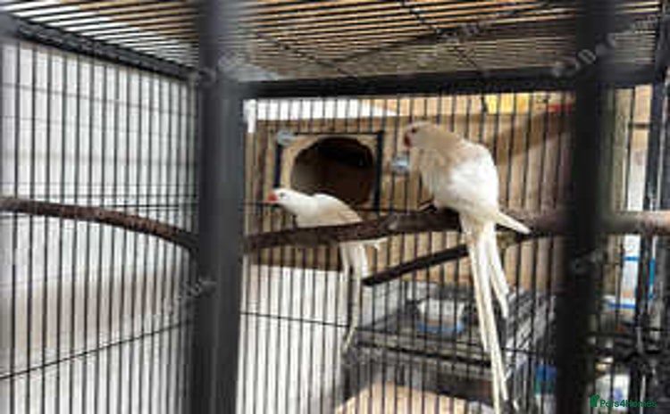 Ringnecks birds - Advert 1