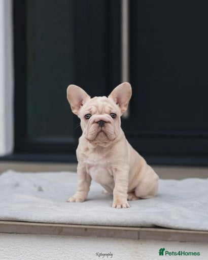 French Bulldog dogs ✨Two Gorgeous French Bulldog Boys ✨ - Advert 14