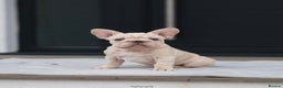 French Bulldog dogs for sale: ✨Two Gorgeous French Bulldog Boys ✨ - Advert 1