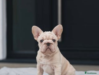 French Bulldog dogs ✨Two Gorgeous French Bulldog Boys ✨ - Advert 12