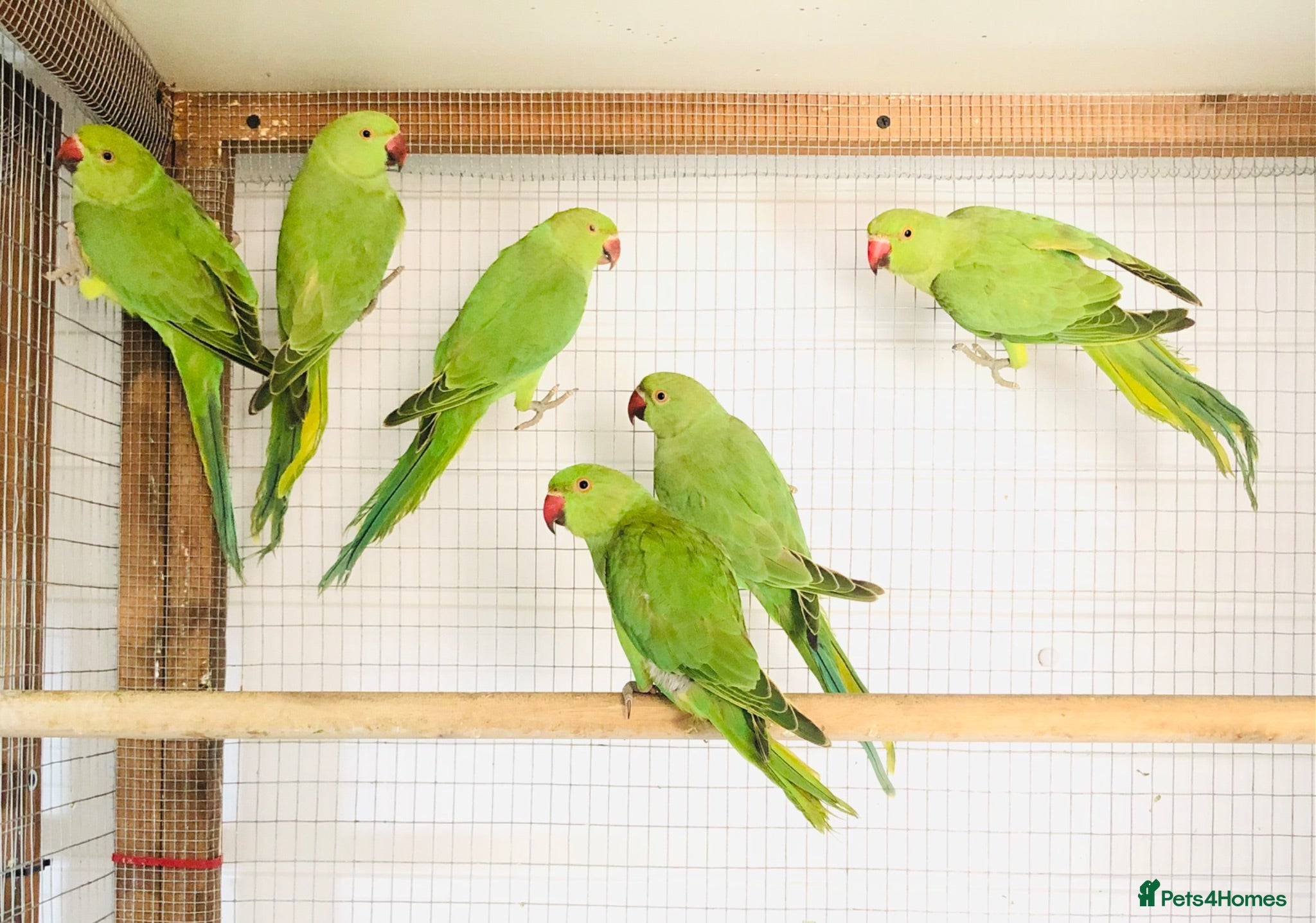 Ringnecks birds Beautiful young Indian ringneck parrots for sale. - Advert 2