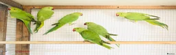 Ringnecks birds for sale: Beautiful young Indian ringneck parrots for sale. - Advert 2