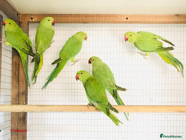 Ringnecks birds Beautiful young Indian ringneck parrots for sale. - Advert 2