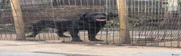 Labrador Retriever dogs for sale: Black Labradors boys and girls  - Advert 15