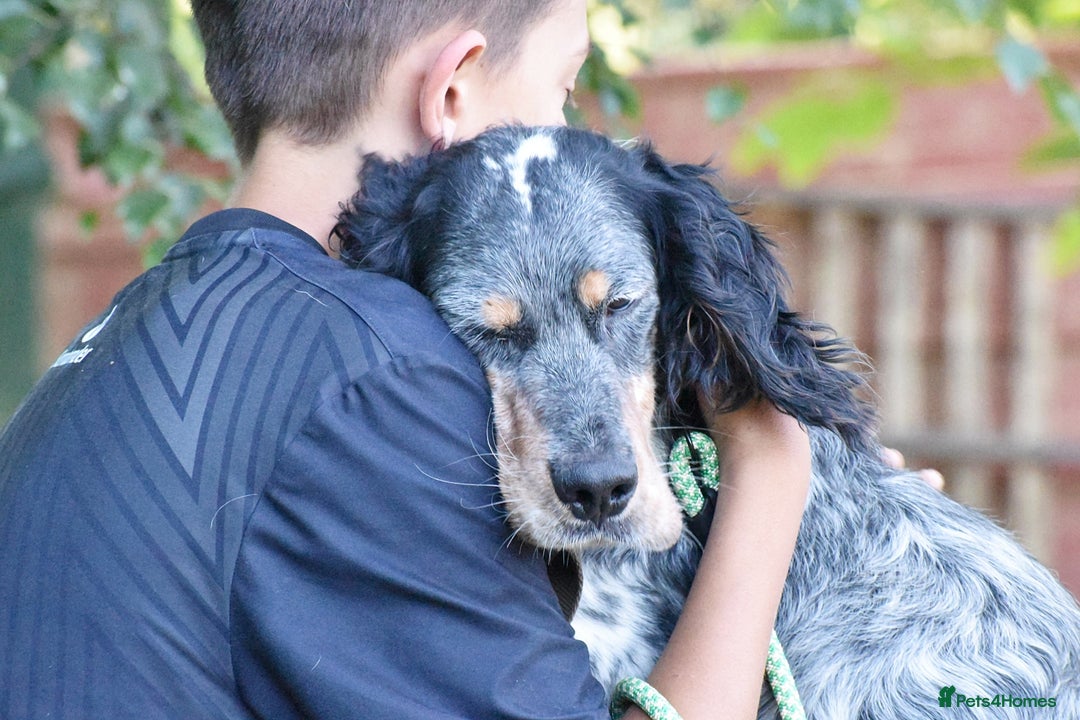 English Setter dogs for adoption: Hasgar - Image 12