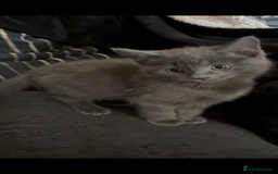 Nebelung cats for sale: Beautiful nebelung/ragdoll kittens  - Advert 5