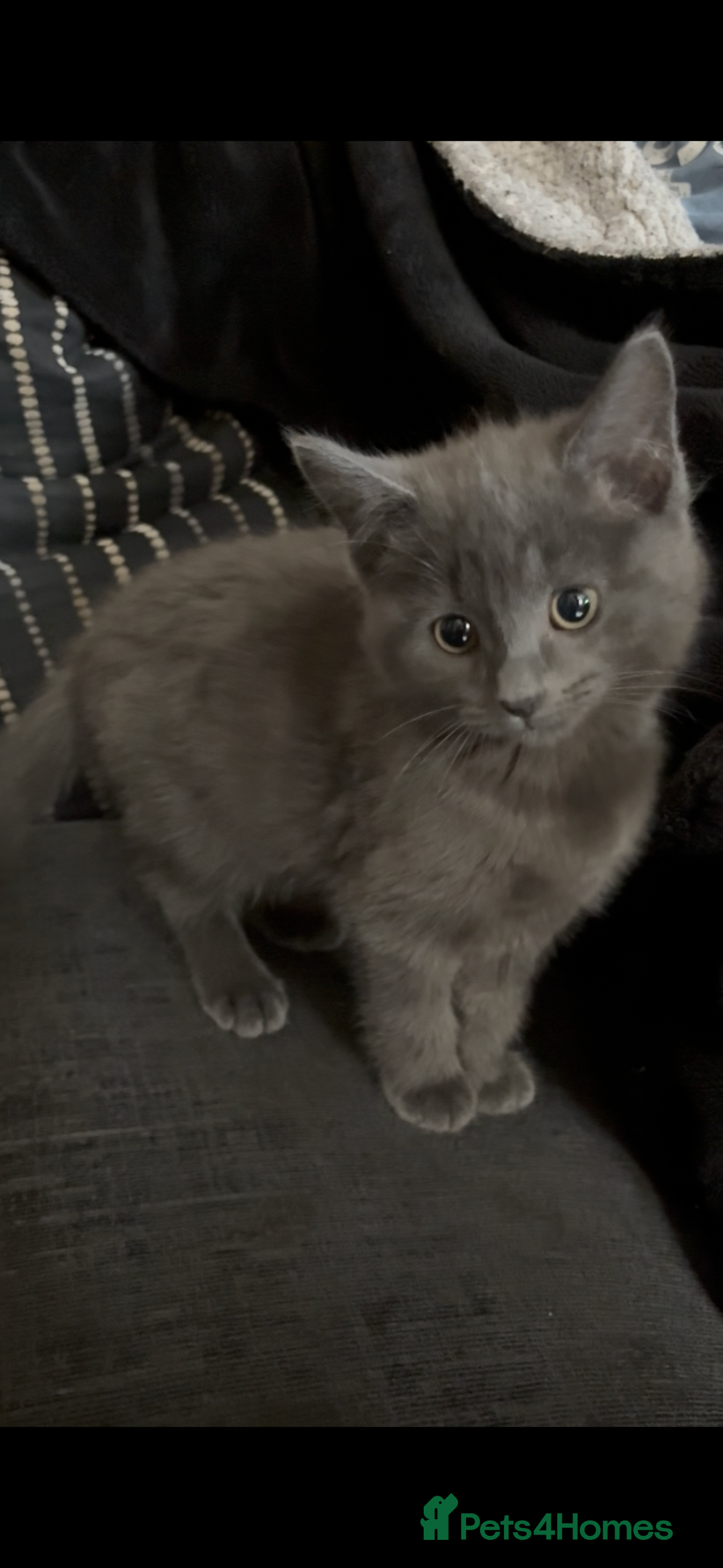 Nebelung cats for sale: Beautiful nebelung/ragdoll kittens  - Advert 5