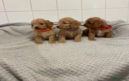 Cockapoo dogs for sale: Beautiful pra clear cockapoo puppy’s  - Image 9