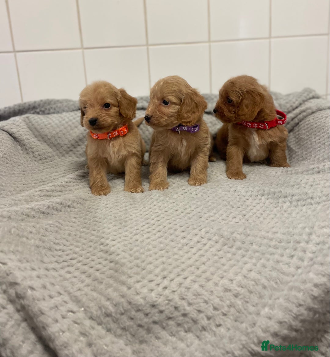 Cockapoo dogs for sale: Beautiful pra clear cockapoo puppy’s  - Image 9