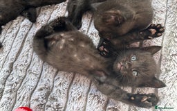 British Shorthair cats for sale: 5 British shorthair kittens  - Image 7