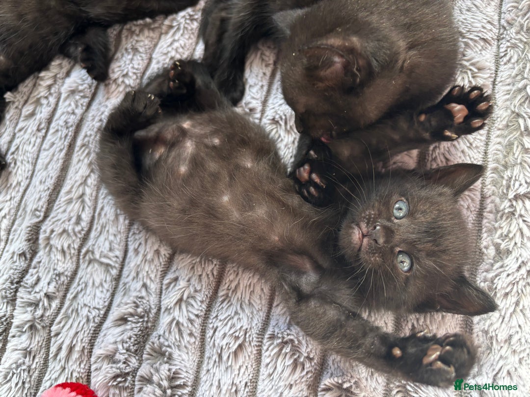 British Shorthair cats for sale: 5 British shorthair kittens  - Image 7