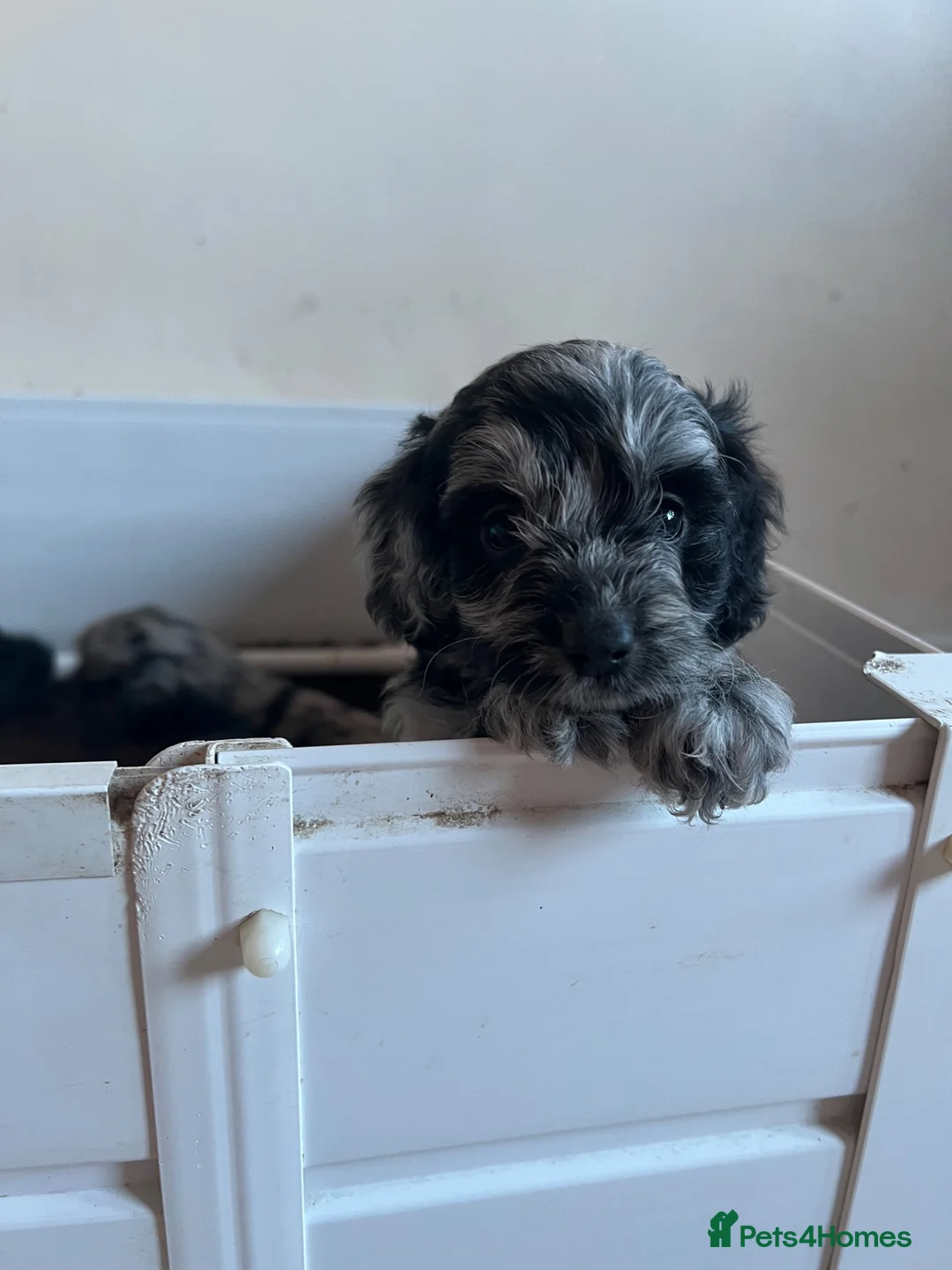 Cockapoo dogs for sale: Cockapoo puppies F1b - Advert 2