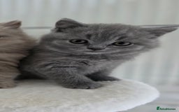British Shorthair cats for sale: READY Pedigree British shorthair  - Image 15