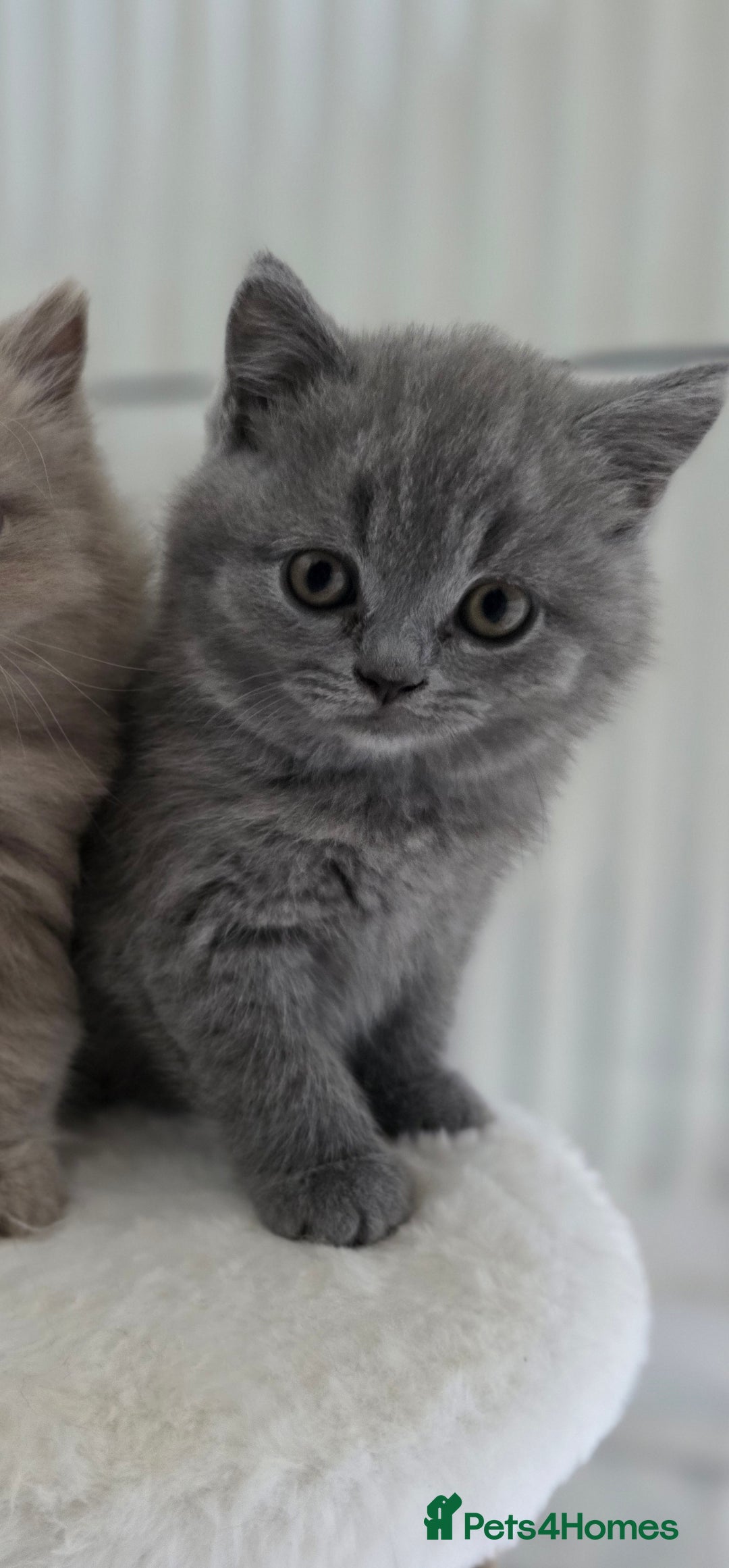 British Shorthair cats for sale: READY Pedigree British shorthair  - Image 15