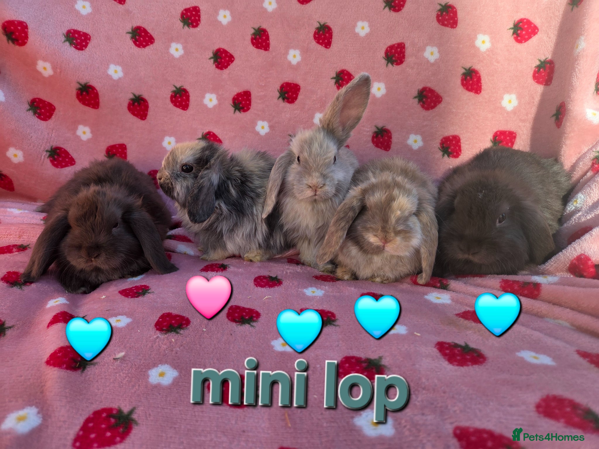 Mini Lop rabbits Very tame  Mini lop 8 weeks old - Advert 1