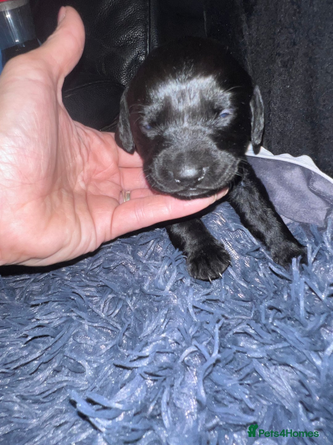 Mixed Breed dogs for sale: 9 BEAUTIFUL CHUNKY LABRADOR/COCKAPOO  - Image 16